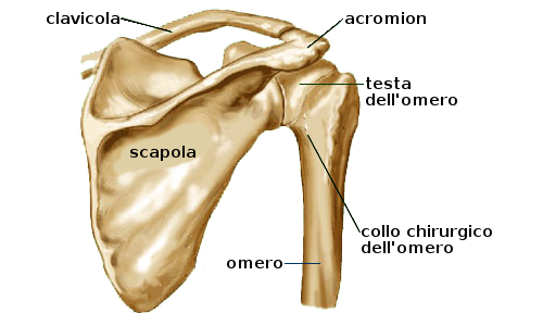 dolori articolari diffusi articolazione della spalla