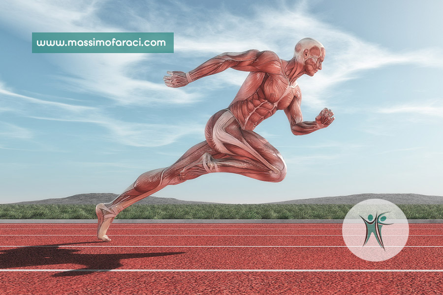 Il muscolo e la sua composizione.