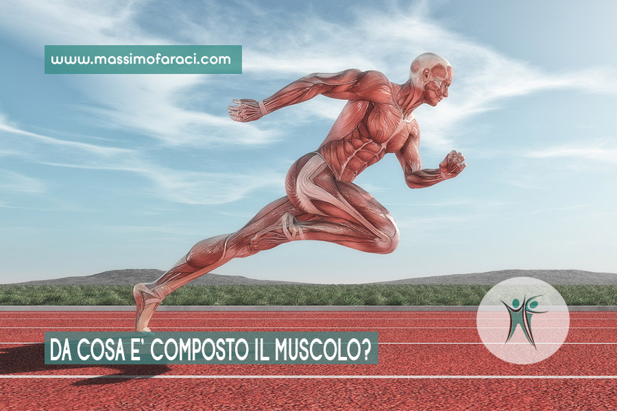 Il muscolo e la sua composizione.