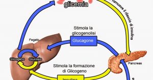 Insulina e glucagone