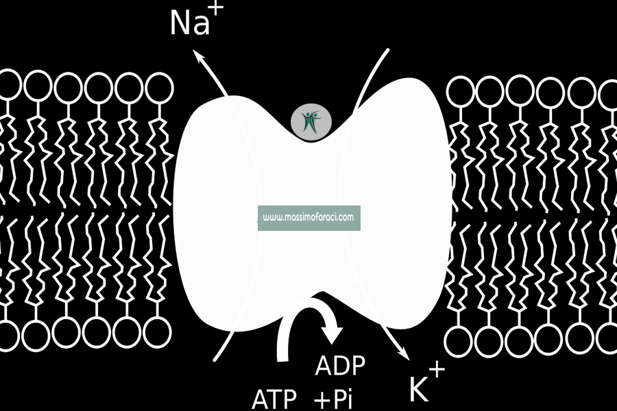 Bilancio idrosalino, pompa sodio potassio