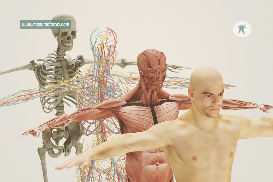 Anatomia Del Corpo Umano Sapete Quanti Muscoli E Ossa Abbiamo A Cosa Servono Tendini E Legamenti Massimo Faraci