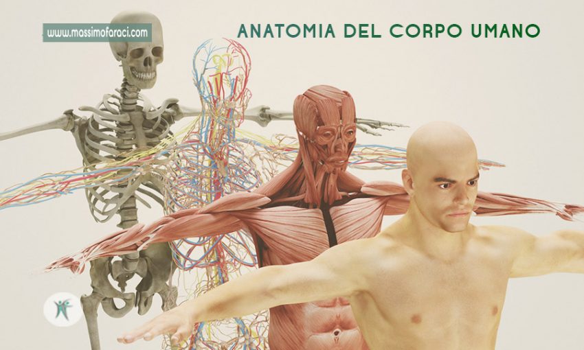 Anatomia del corpo umano